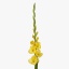 GLADIOLI-MOZART-120cm-1.jpg