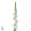 gladioli-grand-prix-white-wholesale.jpg