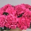 HYDRANGEA-SIBILLA-RED-1.jpg