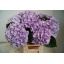 Hydrangea royal benefit.jpeg