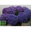 hortensia-paars.jpg