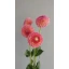 dahlia late.webp