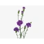 Florigene Moonberry.webp