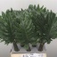 Philodendron-Xanadu-55cm.jpg