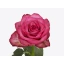 paloma royale.webp
