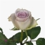 rose-morning-dew-lilac-wholesale.jpg