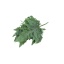product/freshportal.photos/PHLEBODIUMRUCULA65CM-37856851.jpg