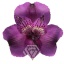product/image.freshportal.com/ALSTRAARON-70-foto.jpg