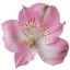 product/image.freshportal.com/ALSTRDUBAI-80-foto.jpg