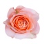 product/image.freshportal.com/RGRCORALREEF-60-foto.jpg