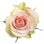 product/image.freshportal.com/RGRFRUTTETO-60-foto.jpg