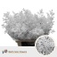 product/img.floraplaza.nl/10001-70-LIVE_fotos-0xB2DA87F114D1D776C0FCA00CEF297491136F4233.jpg