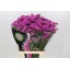 product/img.floraplaza.nl/100393-70-LIVE_fotos-0x99CDD3023B8FC8C9760B2042F260E693FBCC7133.jpg