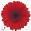 product/img.floraplaza.nl/100618-45-ART_Fotos-VBN-vbn100618.jpg