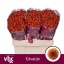 product/img.floraplaza.nl/100657-55-LIVE_fotos-0xB1C42693659ADD57C7C39CCB66687F4888ED43A8.jpg