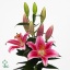 product/img.floraplaza.nl/100683-90-ART_Fotos-VBN-vbn100683.jpg