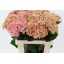 product/img.floraplaza.nl/100720-60-LIVE_fotos-0x43A8CF1382C7DF664F3D22E315359D10CDB29D78.jpg