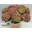 product/img.floraplaza.nl/100720-60-LIVE_fotos-0xCBA301443F6A93DDA030BC6E24FAD84708ACE8E6.jpg