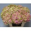 product/img.floraplaza.nl/100720-60-LIVE_fotos-0xFFB68BE952DE56A629389A4250799F03A81820E8.jpg