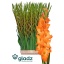 product/img.floraplaza.nl/100822-115-LIVE_fotos-0xB0E49544BA95336CB91E3F6E062ED6C8293FEF6B.jpg