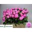 product/img.floraplaza.nl/100836-55-LIVE_fotos-0x019DE1FA1E98F092602B3E1AACD7C5EE9177B1AC.jpg