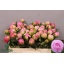 product/img.floraplaza.nl/100836-55-LIVE_fotos-0x203D06D3D5236374DECA6244153452455E9B1C00.jpg