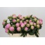 product/img.floraplaza.nl/100836-55-LIVE_fotos-0x38240598A0BA08C48B49FECEE4A24EA09F51E5F8.jpg