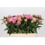 product/img.floraplaza.nl/100836-55-LIVE_fotos-0x7420385CDA28BFB72D42EF5B1E219D5C945976B4.jpg