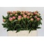 product/img.floraplaza.nl/100836-55-LIVE_fotos-0x875E3983FE1FD3FAA8E21B5A59087C08924227C0.jpg