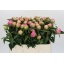 product/img.floraplaza.nl/100836-55-LIVE_fotos-0x92CAE1BD5F18C59AB8DE2567CD9B2811610846DE.jpg