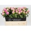 product/img.floraplaza.nl/100836-55-LIVE_fotos-0x94898F2FA78F6C1FF917B7C95DBD335A1CCA3F09.jpg