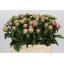 product/img.floraplaza.nl/100836-55-LIVE_fotos-0xB0E3734172E2BBFBB4E194E9083BF7F50F0ED2E5.jpg