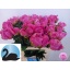 product/img.floraplaza.nl/100836-55-LIVE_fotos-0xC0219768E0F0A42BCE097D723F60A3BCE9B8BF57.jpg