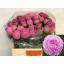 product/img.floraplaza.nl/100836-55-LIVE_fotos-0xE8B1857E690DE872E89AE827A3C5D1A0F8927AB0.jpg