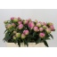 product/img.floraplaza.nl/100836-55-LIVE_fotos-0xE941AF80B98D7EEB401B022E7F33A2901BC4F450.jpg