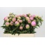 product/img.floraplaza.nl/100836-55-LIVE_fotos-0xF7B46225838BB36CFF1DD70BE5A20E1DA9CDF7BC.jpg