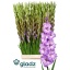product/img.floraplaza.nl/100868-120-LIVE_fotos-0x7BE3B913BDB58F89284BCB8C8918BD68318AD73D.jpg