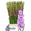 product/img.floraplaza.nl/100868-120-LIVE_fotos-0xBFD114D94831B2D891EC790AEF98B0CA4922C13A.jpg