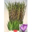 product/img.floraplaza.nl/100868-120-LIVE_fotos-0xD00EE01BCC9C2596FE601D1B86D90EFCCEA22577.jpg