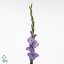 product/img.floraplaza.nl/100868-125-ART_Fotos-VBN-vbn100868.jpg