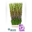 product/img.floraplaza.nl/100868-125-LIVE_fotos-0x0B88EED4A6543CC590F3FBE077543FD24A2D4FE0.jpg