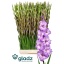 product/img.floraplaza.nl/100868-125-LIVE_fotos-0x2708242B5AD44792118E25FC812E450BDC6F4A5D.jpg