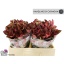 product/img.floraplaza.nl/1009-60-LIVE_fotos-0x1AF44006A8CD5236B94CEB4D1372E64CC48258D0.jpg