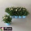 product/img.floraplaza.nl/100955-12-LIVE_fotos-0x1A19A6CA6D76AE83C1148D2F8EE0B3781C004215.jpg