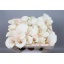product/img.floraplaza.nl/101235-45-LIVE_fotos-0x1AA525C0770C18687F508F765E6487C4100DAA87.jpg