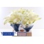 product/img.floraplaza.nl/101235-45-LIVE_fotos-0xFA3BC9650E8850B890B52FD29C70C4B3BEE6F069.jpg