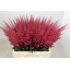product/img.floraplaza.nl/101264-65-LIVE_fotos-0xAE5FD1AB8B4B76BD25B48B8D69BC4D372A4EC0A2.jpg