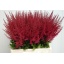 product/img.floraplaza.nl/101264-65-LIVE_fotos-0xF1AB462B0639AE24305052657FA2B5A1000CB5D2.jpg