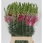 product/img.floraplaza.nl/101336-70-LIVE_fotos-0x368ECFBE9DD2154B647BCE87F08FBD7C6025F8B3.jpg