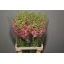 product/img.floraplaza.nl/101336-75-LIVE_fotos-0x525FD71FBA100ECCC20DD35E0BBDFB0DE78B2B17.jpg